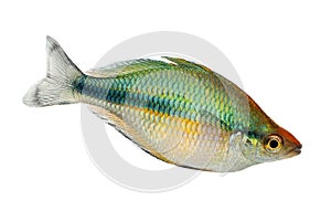 Turquoise Rainbowfish Aquarium Fish Lake Kutubu rainbowfish Melanotaenia lacustris