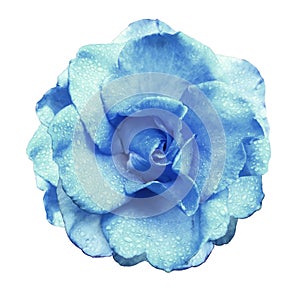 Turquoise rose flower on white isolated background with clipping path no shadows. Rose with drops of water on the petals. Closeu