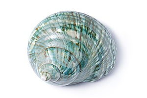 Turquoise Sea Shell