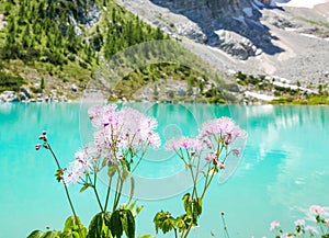 Turquoise Sorapis lake with wildflowers on the foreground in Dolomites, Italy