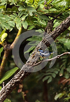 Turquoise tanager known as Tangara mexicana