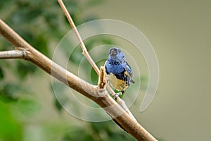 A Turquoise Tanager sitting on a branch