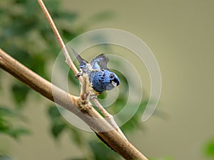 A Turquoise Tanager sitting on a branch