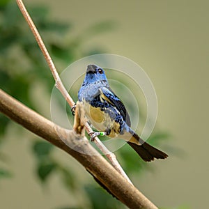 A Turquoise Tanager sitting on a branch