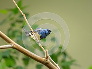 A Turquoise Tanager sitting on a branch