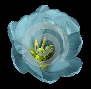 Turquoise tulip flower on isolated black background with clipping path without shadows. Close-up. For design.