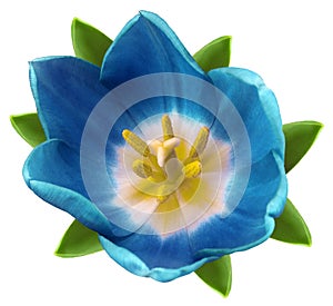 Turquoise tulip flower. white isolated background with clipping path. Closeup. no shadows. For design.