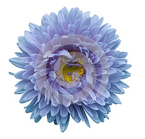 Turquoise-violet flower Aster on a white isolated background with clipping path. Flower for design, texture, postcard, wrapper.