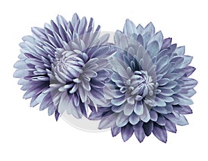 Turquoise-violet flower chrysanthemums; on a white isolated background with clipping path. Closeup. no shadows. For design.