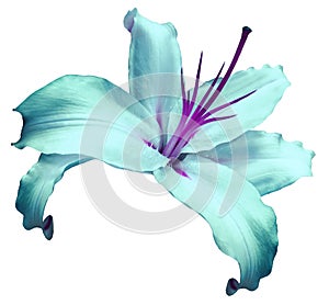 Turquoise-violet flower lily on white isolated background with clipping path no shadows. Closeup. Flower for design, texture,