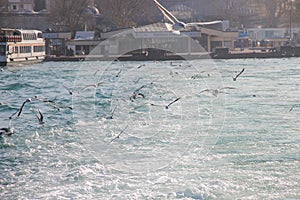 Turquoise water of Bosphorus. Seagulls. View to Uskudar dock photo