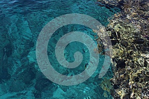 Turquoise water and multi-colored corals of the Red Sea