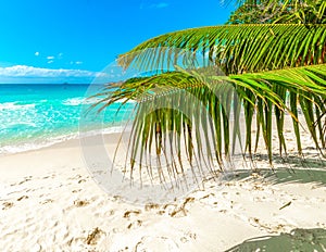 Turquoise water and palm trees in Anse Lazio