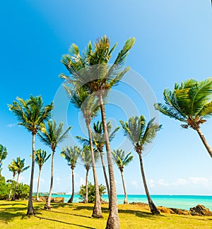 Turquoise water and palm trees in Bas du Fort shore in Guadeloupe