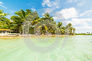 Turquoise water and palm trees in Bois Jolan beach in Guadeloupe