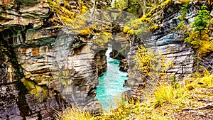 The turquoise waters of the Athabasca River flows through a canyon right after the Athabasca Falls in Jasper National Park