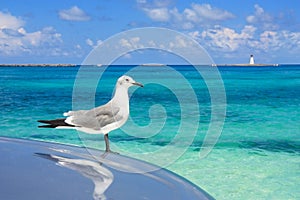 Turquoise waters of the caribbean sea a seagul photo