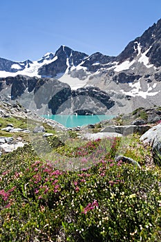 Turquoise Wedgemount Lake, Wedge Mountain and Alpine flowers, Whistler, BC