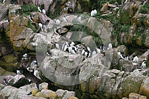 Turr and puffins