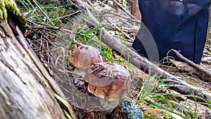 Turrach - Boletus, mushroom picking in the forest