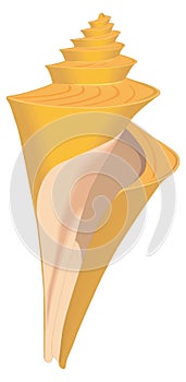 turrid snail shell vector illustration transparent background