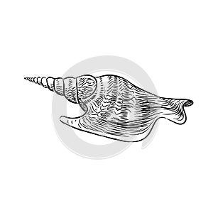 Turrid Vetigastropoda is a major taxonomic group of sea snails Unique shells, molluscs. Sketch black contour on white background.