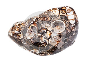 turritella agate gem stone isolated on white