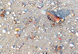 Turritella Gastropod Mollusk coming out of Shell - Sea Shell Background