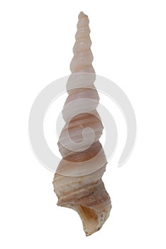 Turritella seashell