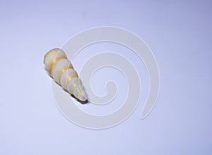 Turritella shell,galle, sri lanka