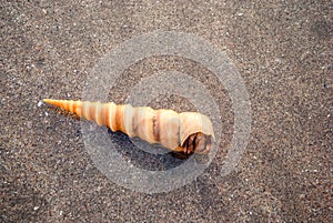 Turritella shell in water