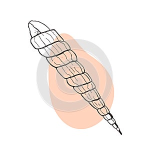 Turritella sketch vector illustration. Medium-sized marine snails with caps, marine gastropods. The shell is a twisted shell, an