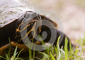 turtle