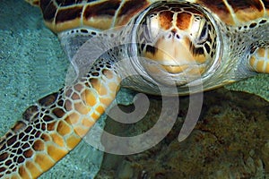 Turtle