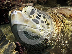 Close up of a turtle head