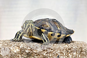 Turtle photo