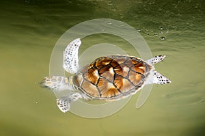 Turtle