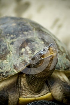 Turtle photo