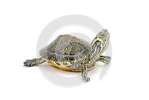 Turtle photo