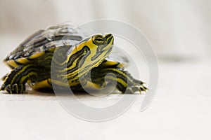 Turtle