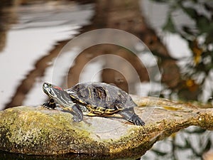 Turtle