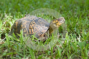 Turtle