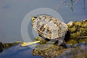 Turtle