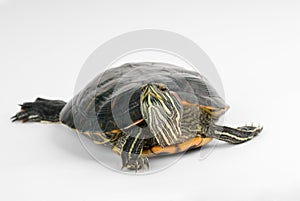 Turtle photo