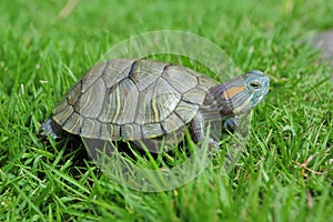 Turtle