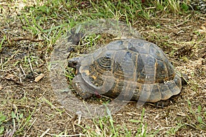 Turtle