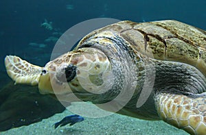 Turtle img