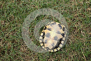 Turtle