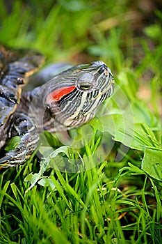 Turtle