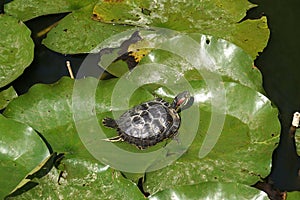 Turtle